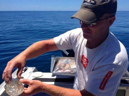 Şeffaf balık şaşkına çevirdi