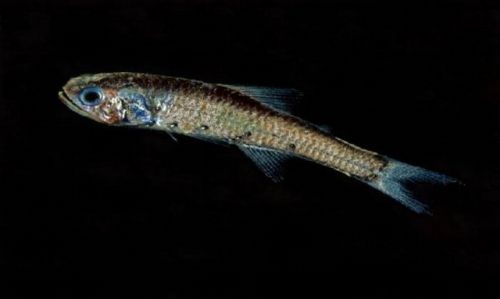 Şeffaf balık şaşkına çevirdi