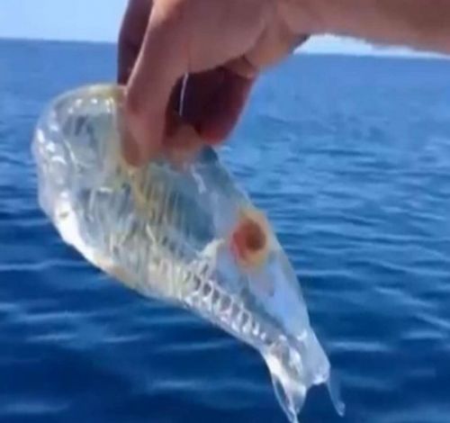 Şeffaf balık şaşkına çevirdi