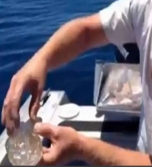 Şeffaf balık şaşkına çevirdi