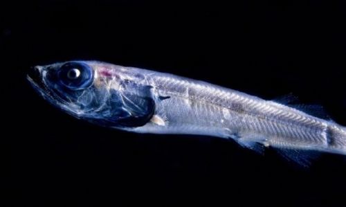 Şeffaf balık şaşkına çevirdi