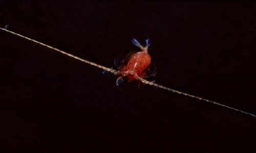 Şeffaf balık şaşkına çevirdi