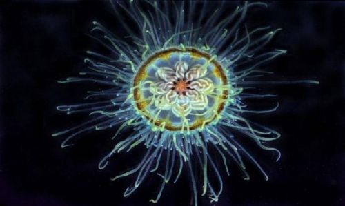 Şeffaf balık şaşkına çevirdi