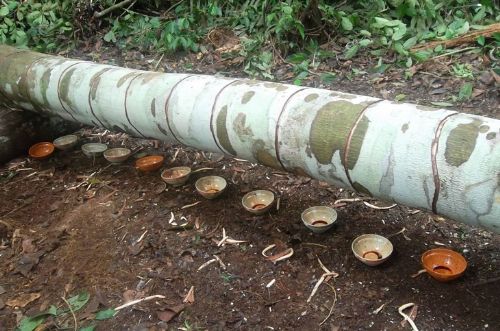 ''Kanayan ağaç'' şok ediyor