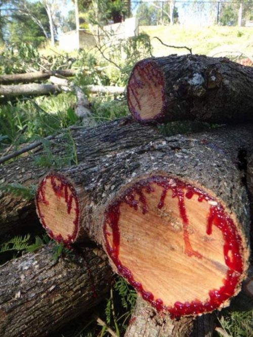 ''Kanayan ağaç'' şok ediyor