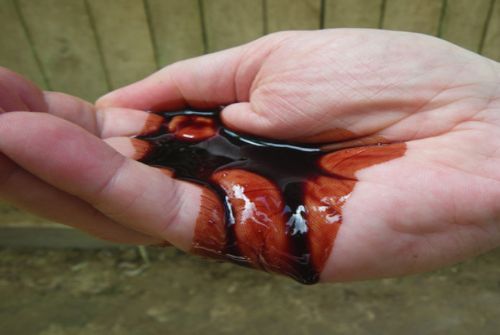 ''Kanayan ağaç'' şok ediyor