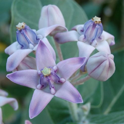 Bitki ve hayvanlardan büyüleyici kareler