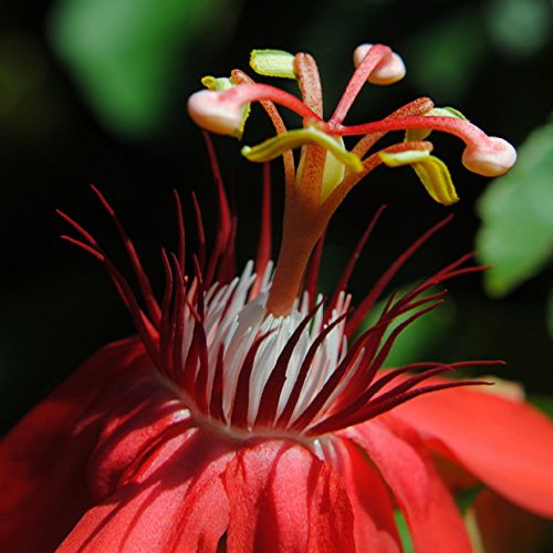 Bitki ve hayvanlardan büyüleyici kareler