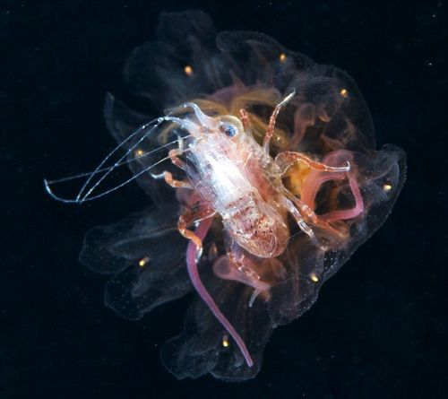 Bitki ve hayvanlardan büyüleyici kareler