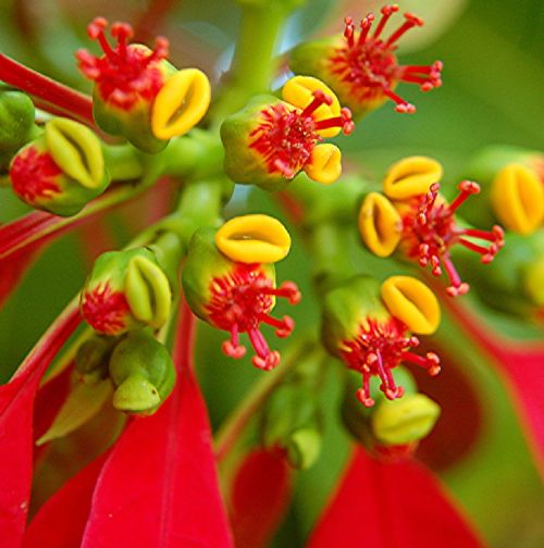 Bitki ve hayvanlardan büyüleyici kareler