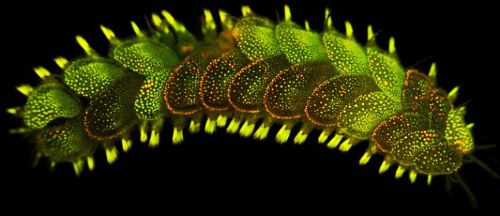 Bitki ve hayvanlardan büyüleyici kareler