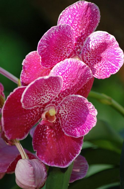 Bitki ve hayvanlardan büyüleyici kareler