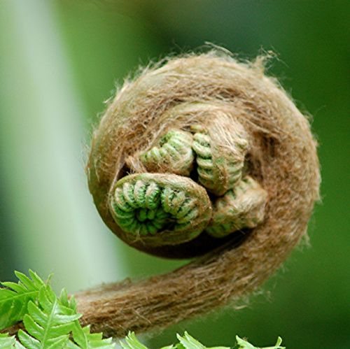 Bitki ve hayvanlardan büyüleyici kareler
