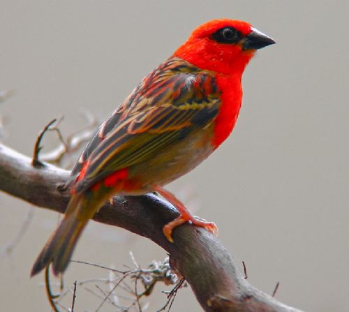 Bitki ve hayvanlardan büyüleyici kareler
