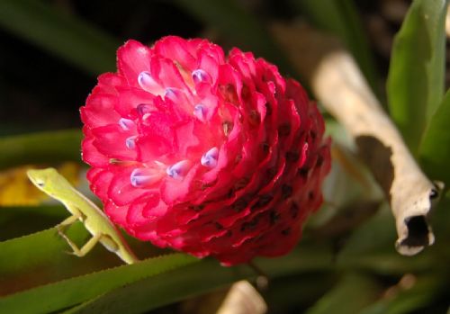 Bitki ve hayvanlardan büyüleyici kareler