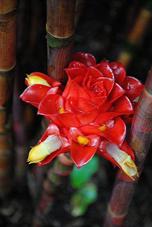 Bitki ve hayvanlardan büyüleyici kareler