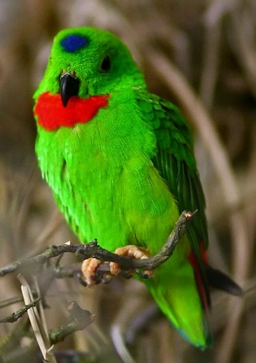 Bitki ve hayvanlardan büyüleyici kareler