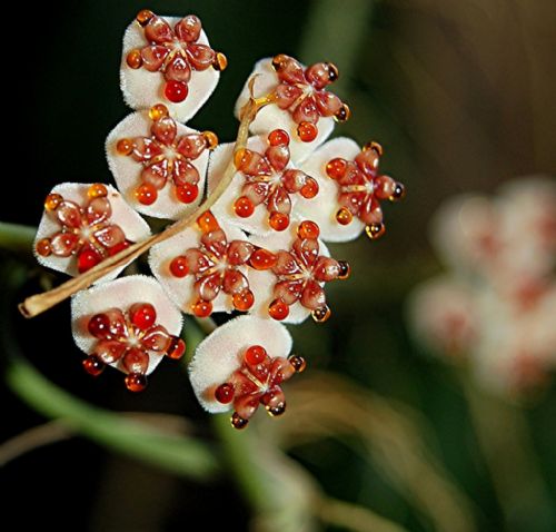 Bitki ve hayvanlardan büyüleyici kareler