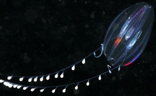 Bitki ve hayvanlardan büyüleyici kareler