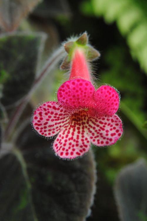 Bitki ve hayvanlardan büyüleyici kareler