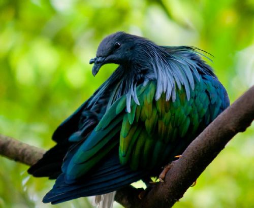 Bitki ve hayvanlardan büyüleyici kareler