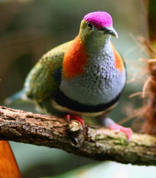 Bitki ve hayvanlardan büyüleyici kareler