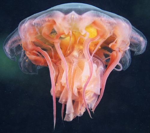 Bitki ve hayvanlardan büyüleyici kareler