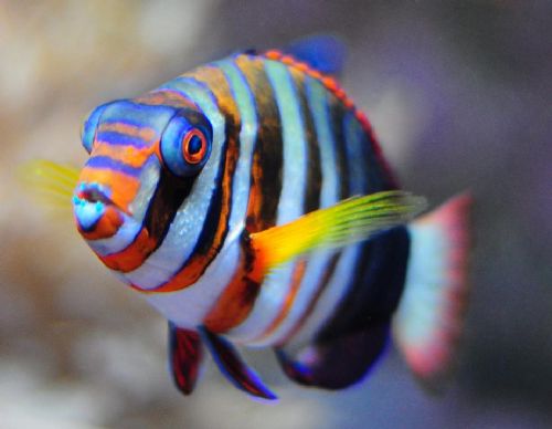 Bitki ve hayvanlardan büyüleyici kareler