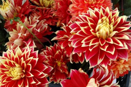 Bitki ve hayvanlardan büyüleyici kareler