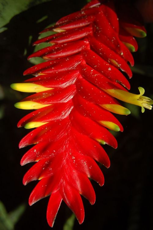 Bitki ve hayvanlardan büyüleyici kareler