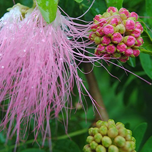 Bitki ve hayvanlardan büyüleyici kareler