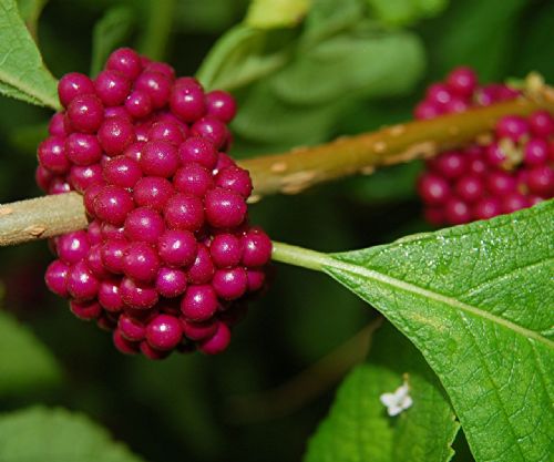 Bitki ve hayvanlardan büyüleyici kareler