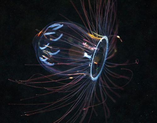 Bitki ve hayvanlardan büyüleyici kareler