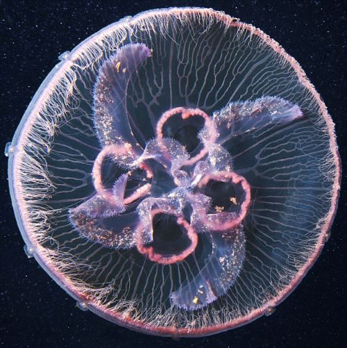 Bitki ve hayvanlardan büyüleyici kareler