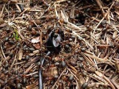 Karıncalar hakkında bunları biliyor musunuz?