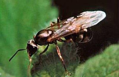 Karıncalar hakkında bunları biliyor musunuz?