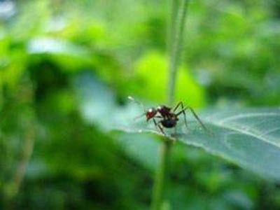 Karıncalar hakkında bunları biliyor musunuz?