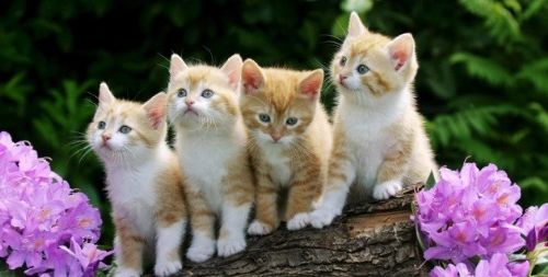 İslam'da özel yeri olan hayvan