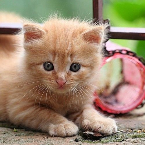 İslam'da özel yeri olan hayvan