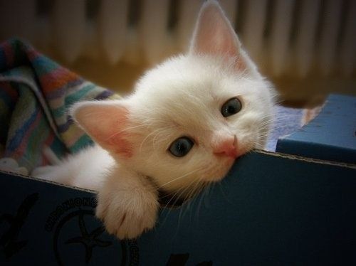 İslam'da özel yeri olan hayvan