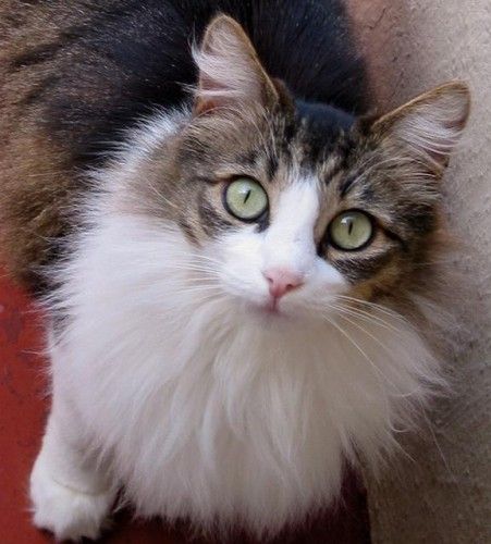 İslam'da özel yeri olan hayvan