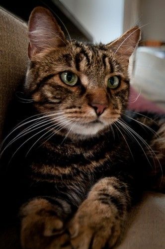 İslam'da özel yeri olan hayvan