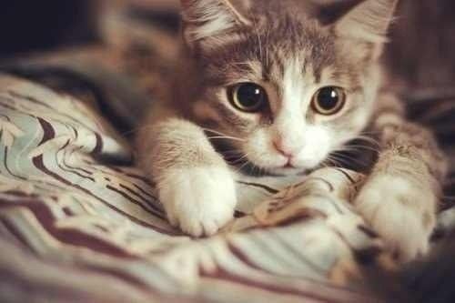 İslam'da özel yeri olan hayvan