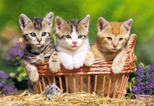 İslam'da özel yeri olan hayvan