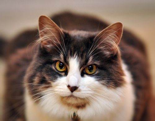 İslam'da özel yeri olan hayvan