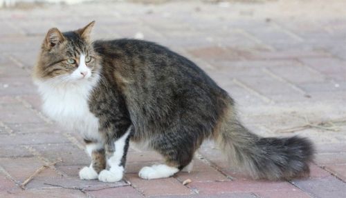 İslam'da özel yeri olan hayvan