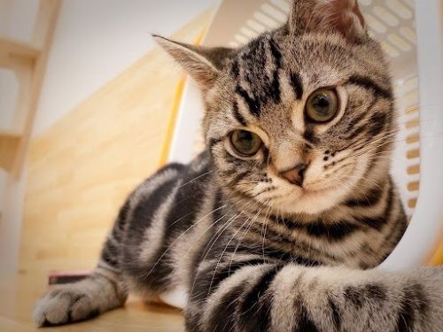 İslam'da özel yeri olan hayvan