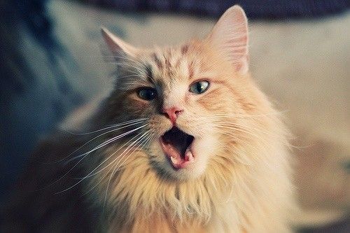 İslam'da özel yeri olan hayvan