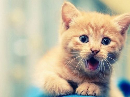 İslam'da özel yeri olan hayvan