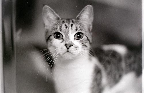 İslam'da özel yeri olan hayvan